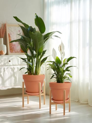 Terracotta Pot Set of 2 with Saucer (2 Count)