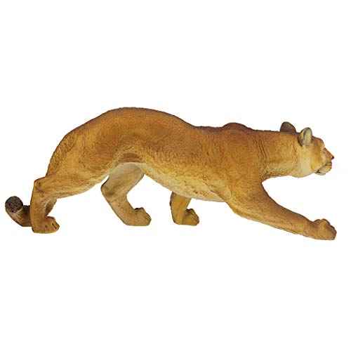 Prowling American Mountain Cougar Indoor