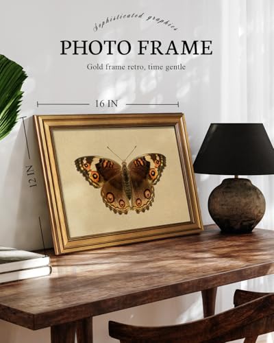 Gold Framed Vintage Butterfly Wall Art