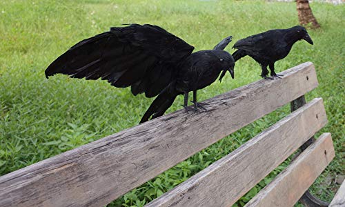 2 Pack Realistic Crows Lifesize Extra Large Handmade Black Feathered Crow for Halloween Decorations Birds (2 Count)