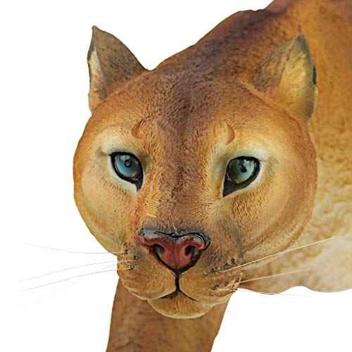 Prowling American Mountain Cougar Indoor