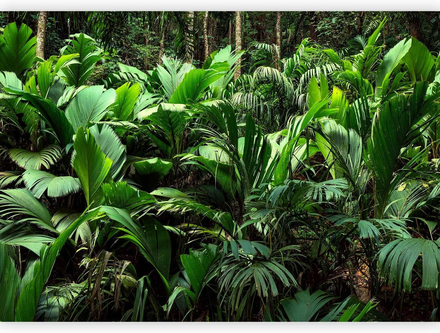 artgeist Premium Wall Mural Nature 79x55 in - Non-Woven Wallpaper Fleece Wall Decor Photo Print Picture Image Design Botanical Plants Jungle Leaves b-B-0594-a-a