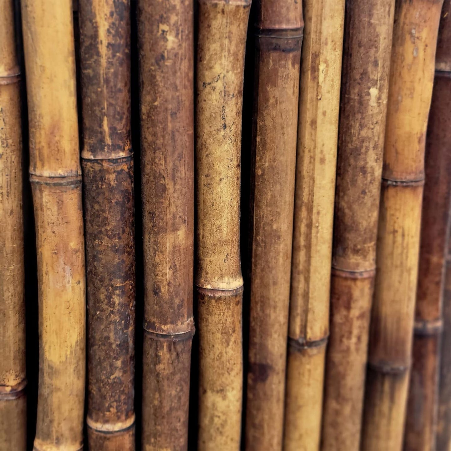 Backyard X-Scapes Bamboo Fencing 6 Feet High Outdoor Decorative Rolled Fence Panel, Caramel Brown 6 ft H x 8 ft L