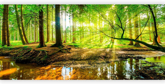 artgeist Wall Mural Peel and Stick Forest Landscape 212x98 in - XXL Self-Adhesive Corner Wallpaper Removable Large Sticker Foil Angle Wallpaper Wall Decor Print Green Sun Nature Tree c-B-10040-a-a